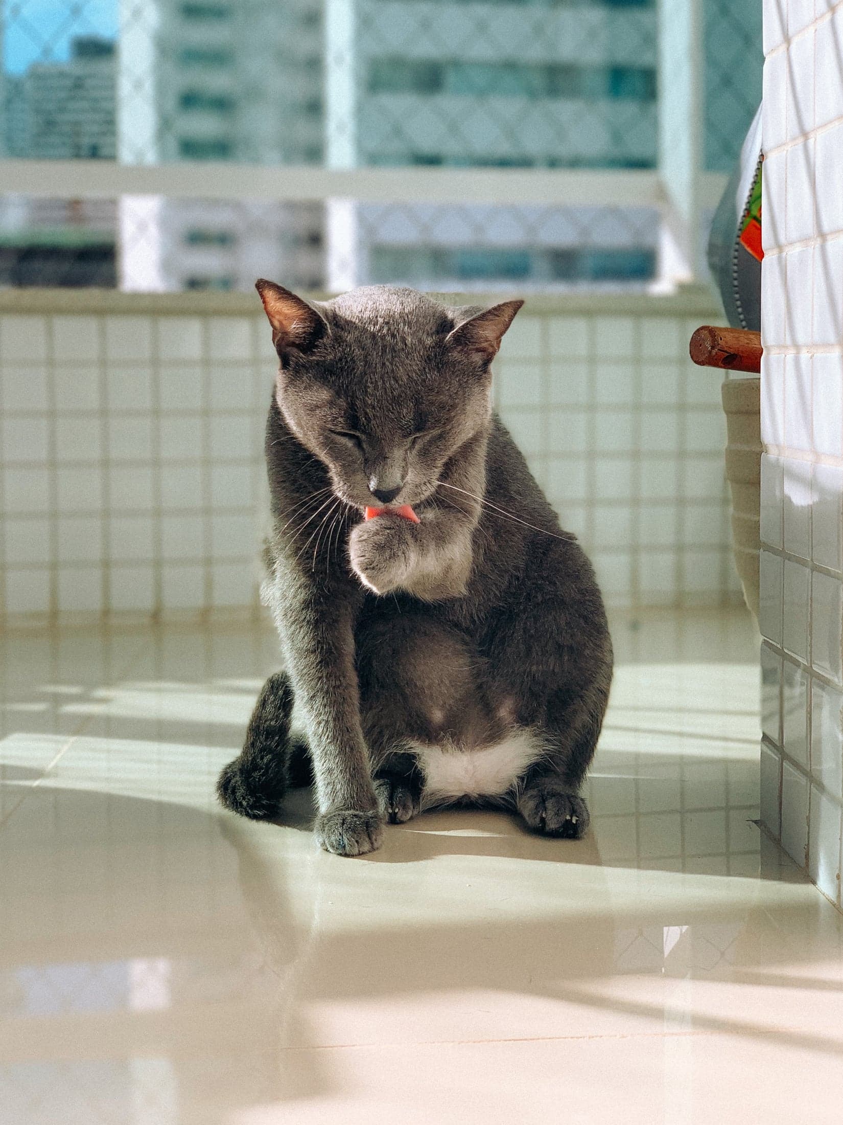 Gato cinza sentado no piso claro de uma varanda, lambendo a pata, com prédios desfocados atrás da tela de proteção